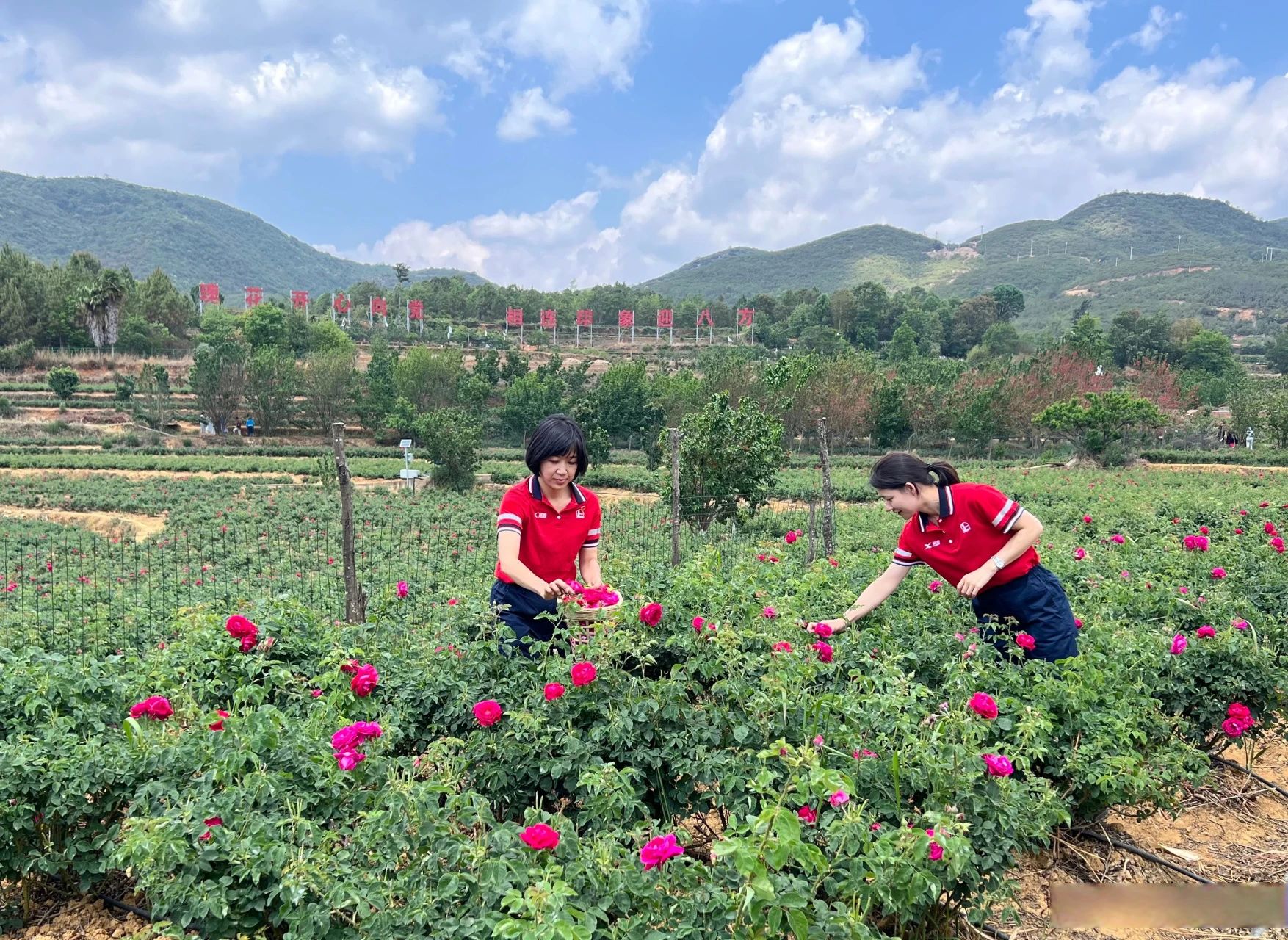 快来加入我们！与其躺平一“夏”，不如实干一场！ 第 4 张